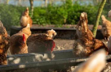 2 Hares Hideout, Camp Tapnell - Foto 10