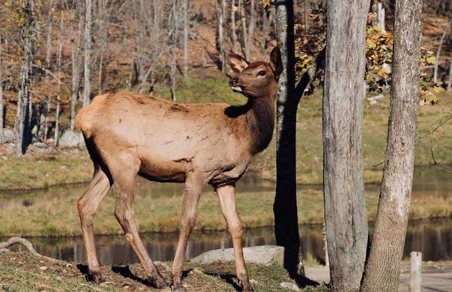 Safari por Omega Park - Foto 6