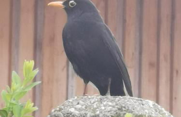 Woferlhof, Ferienhof Boxhorn - Foto 27