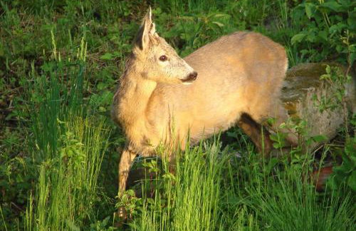 Agroturystyka Śliwkowy Sad - Foto 25