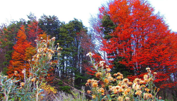 Reserva Nacional Magallanes