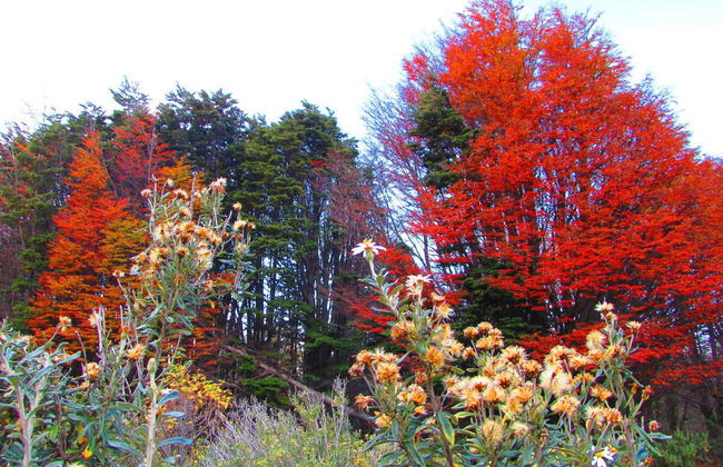 Tour por la Reserva Nacional Magallanes - Foto 2