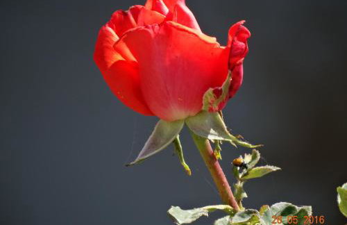 Ktima Nikola - Foto 94