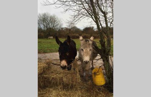 Bwthyn Bach Cozy country retreat - Foto 24