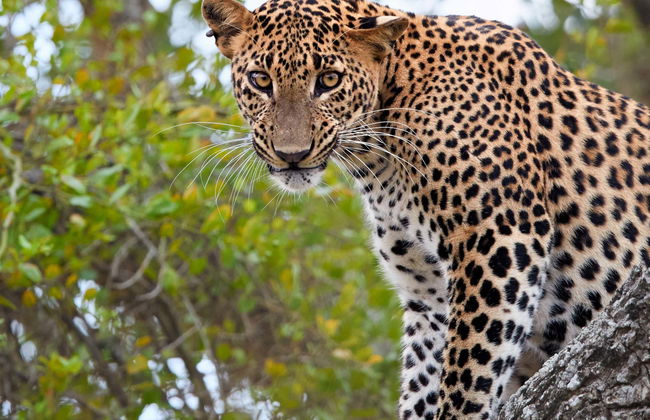 Safari privato nel Parco Nazionale di Yala - Foto 4