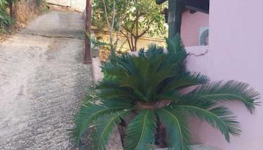 Βίλα Πασιθέα - Foto 5