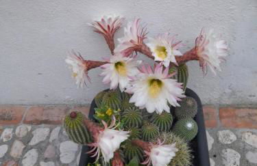 Appartamento Rosanna - Foto 62