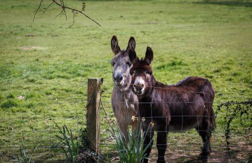 The Home Barn at Cornish Barn Holidays - Foto 8