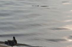 Residence Laguna Beach - Foto 18