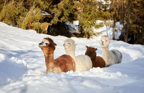 Mi Chalet - Photo 19