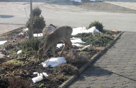Ferienhaus Marienweg - Foto 60