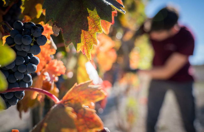 Visita alle cantine Olimarum - Foto 7