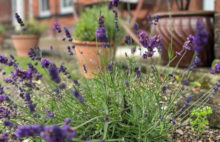 Station House Holiday Cottages, Exclusively For Grown Ups, Thornton Dale - Foto 75