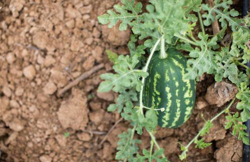 Leano Agriresort - Foto 56