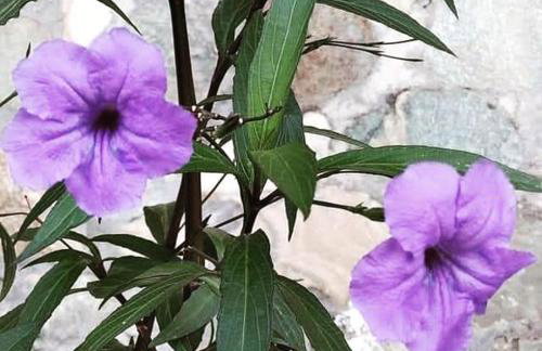 Studio Sunday morning Μούρεσι Πηλίου - Foto 17