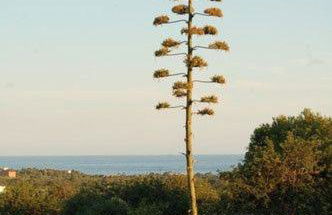 MASIA BARTOMEU Rural house between vineyards 2km from the beach - Foto 23