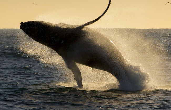 Sunset Whale Watching Trip - Foto 1
