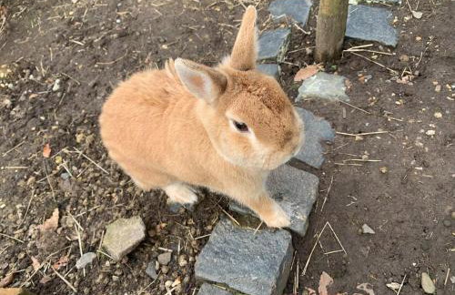 Rose Cottage - Foto 8