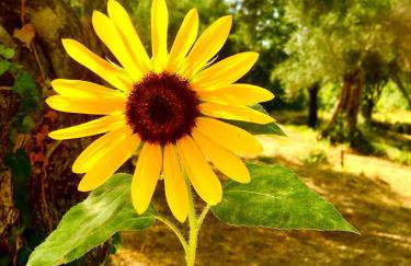 Anna's cottage house - Foto 58