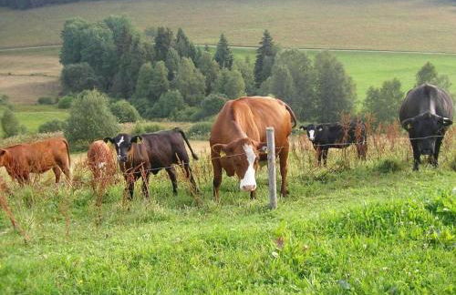 Rutscherhof Comfortable holiday residence - Foto 9