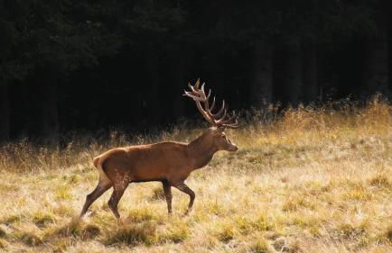 Il Canto degli Uccelli - Foto 42