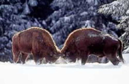 Lozère St Alban Aubrac Margeride gîte 4 étoiles 8 personnes au calme près nature - Foto 33