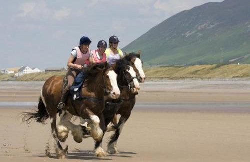 Herdwicks - Foto 146