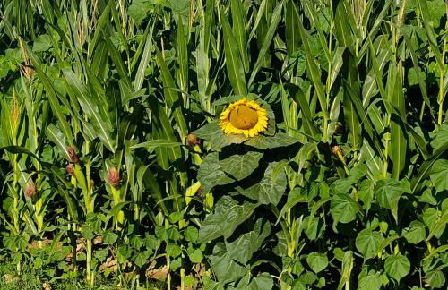 La Maison de André - Foto 25