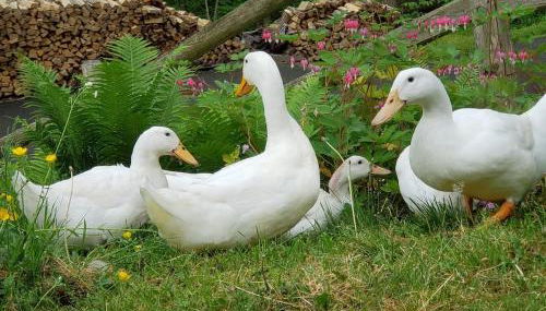 Luxury Cottage at Millpond Falls - Foto 3