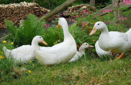 Luxury Cottage at Millpond Falls - Foto 3