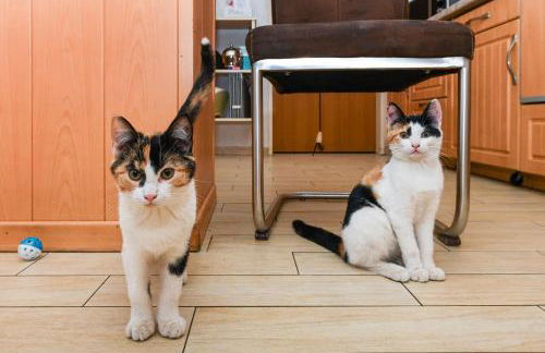 Ferienwohnung auf dem Ferienhof Janssen - Foto 6