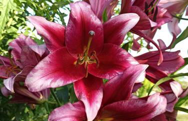 Ferienhaus Liwi - Foto 23