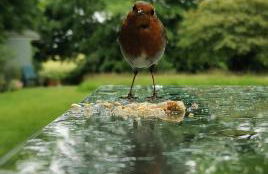 Doughery Den The Dark Hedges Hideaway - Foto 46