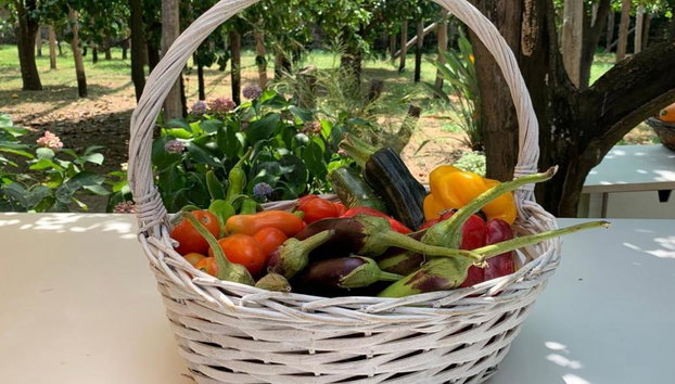 Combo with Lemon Tour & Tasting Lemon Tour followed by a Cooking Class - Foto 5