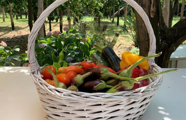 Combo with Lemon Tour & Tasting Lemon Tour followed by a Cooking Class - Foto 5