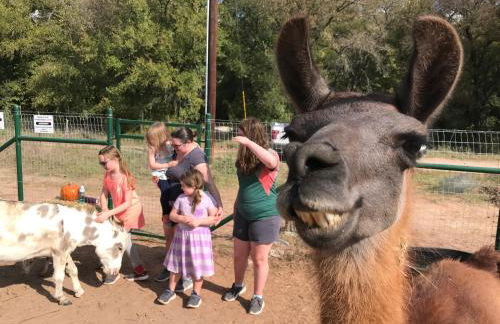 Stay on a 350-acre Cattle Ranch! Brazos River! Tubing! Petting zoo! - Foto 13