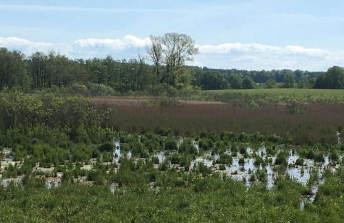 Ferienhaus-Wiesengrund - Photo 48