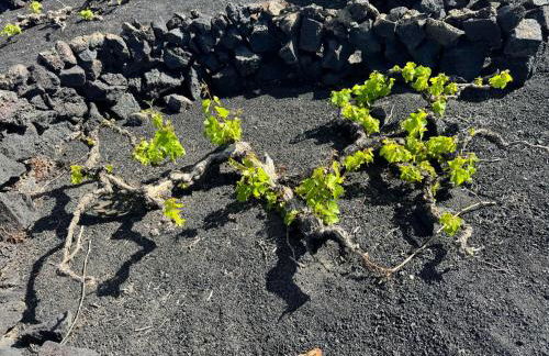 Vineyard House - Foto 37