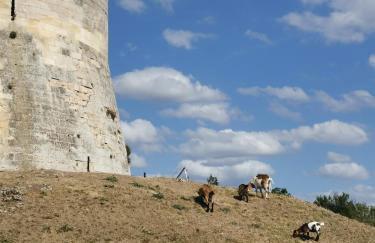 gîte Cosy Green 2 - Foto 41