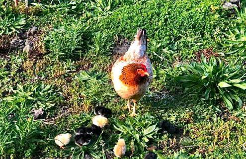 Quinta Pereirinha - A Private 3 Bedroom Home, Close to Hiking Traile w Ocean Views - Pico Island, Azores - Photo 9