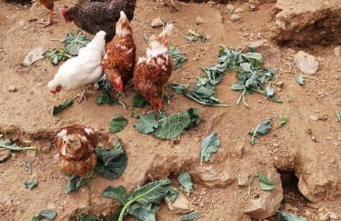 Alojamento Local Madre de Cima - Foto 54