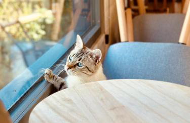 tiny house & spa - Le Perche - Foto 13