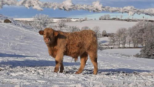 Cantal maison individuelle - Foto 5