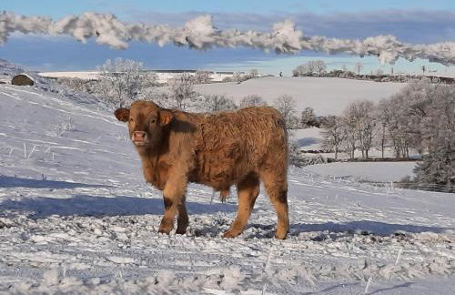 Cantal maison individuelle - Photo 5