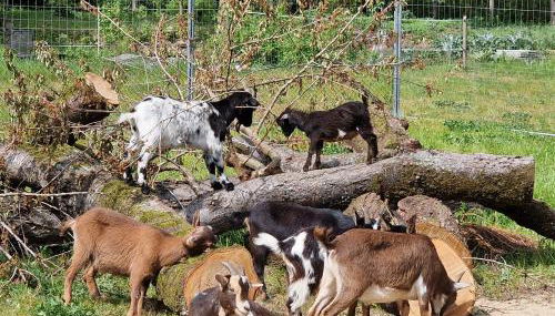 Doppelhaushälfte Nordwind vom Naturhof Usedom - Foto 2