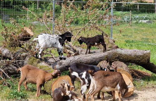 Doppelhaushälfte Nordwind vom Naturhof Usedom - Foto 2