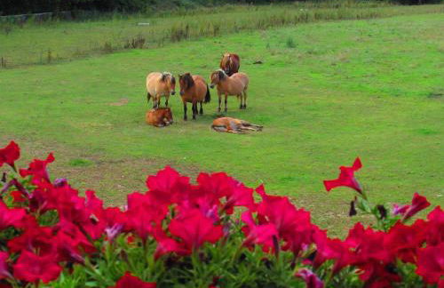 Txantxorena - Foto 26