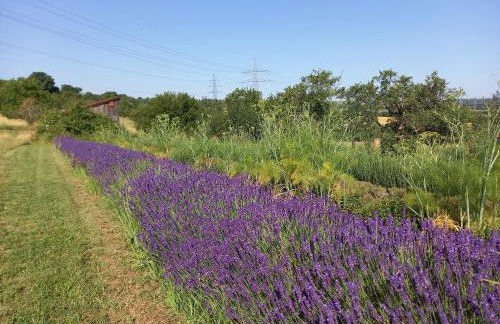 Freilandhof - Foto 70