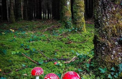 Gîte comme à la maison -12 pers- La Cabiote - Foto 27