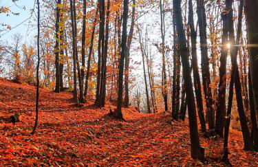 Chalet Alma - Foto 14